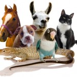 annimal-communication