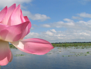 pink-flower-sky -cropped and longer